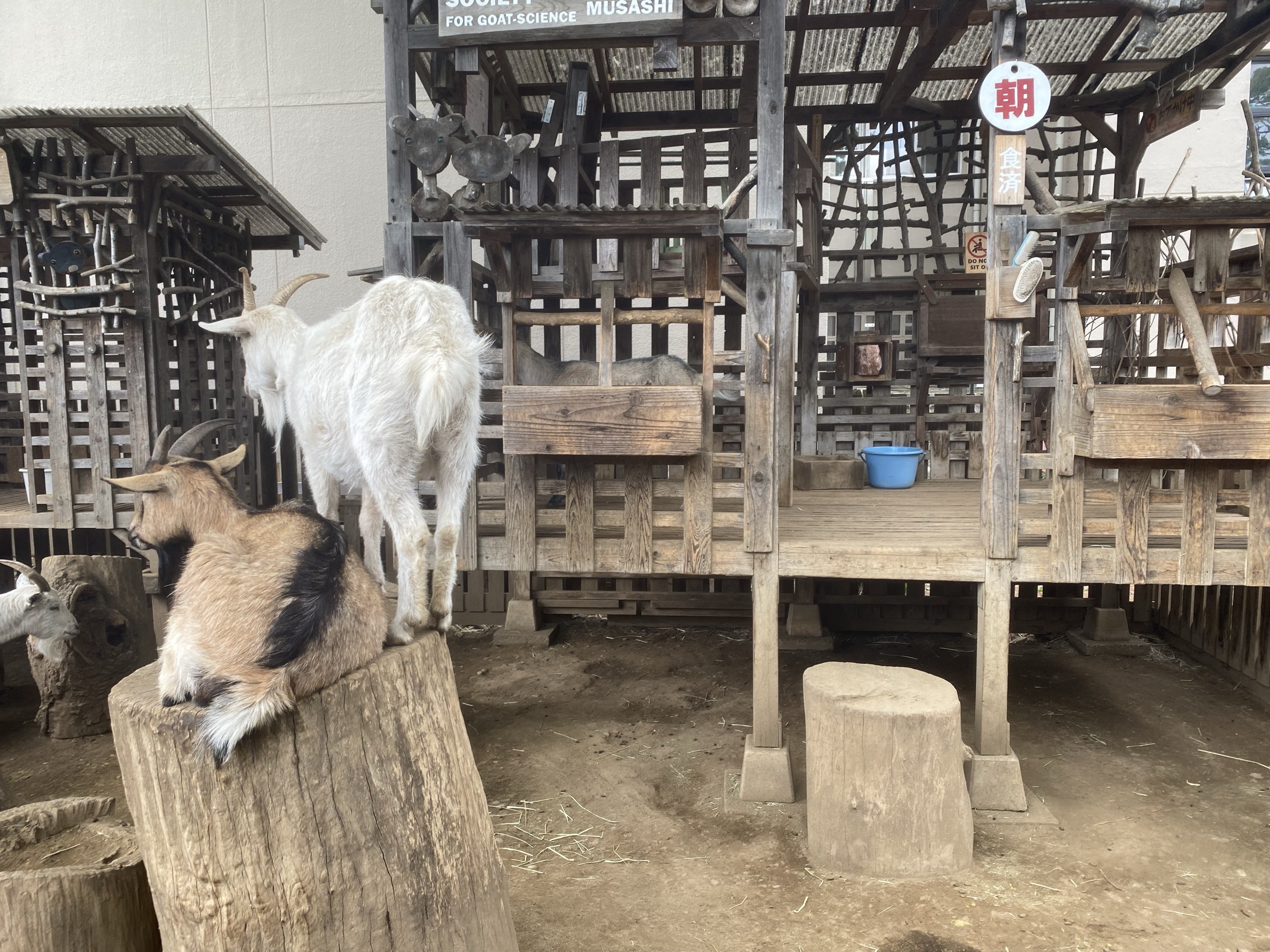 第103回 武蔵中学・高等学校 記念祭に行ってきた！【2025年レポート】